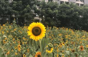 公交直達！重慶上千株向日葵花開成海，免費人少趕緊去