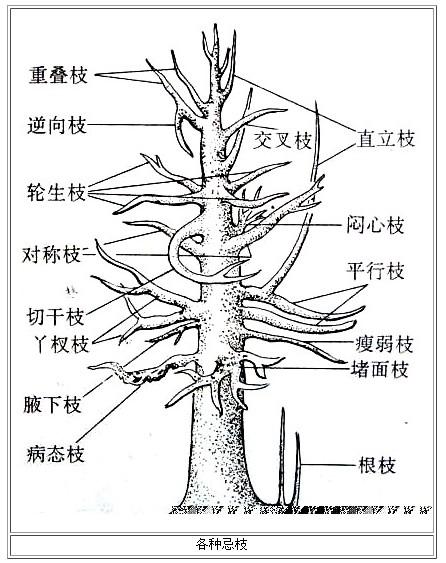 一起來給盆景做造型吧！