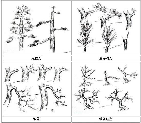 一起來給盆景做造型吧！