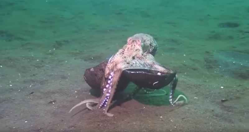 章魚先生「拎著行李」走動的模樣超可愛　科學家也笑翻：塊逃啊～ 