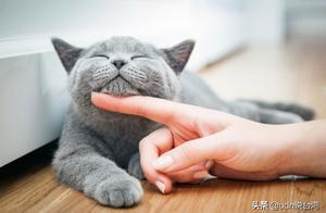 活得小心翼翼？透視12生肖最需要的安全感