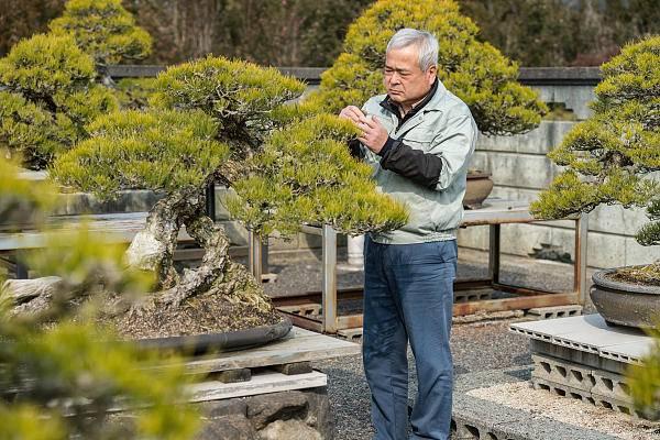 中國買家瘋搶日本盆景：買家一次下單2000萬，代購每天打包5小時