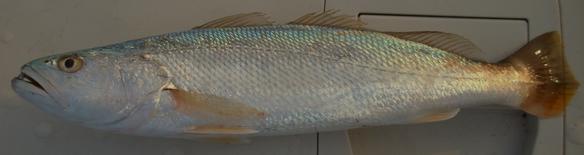海釣常見魚種~~~~~