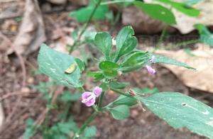 狗肝菜，見過嗎？能清熱解毒，涼血利尿
