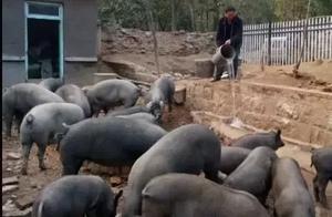 「臨朐美食」難忘美味豬大油