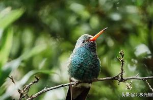 為什麼你拍的鳥兒照片都不清楚？沒清楚這5大要點，不糊才怪
