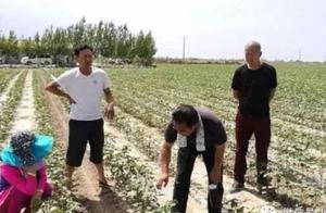 這樣判斷縮節胺的用量，你知道嗎