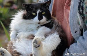 抓貓時不能犯的4個錯誤，一定要考慮貓咪的感受，你這樣抓過嗎？