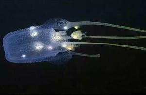 十大「世界毒王」，盤點那些最致命的生物