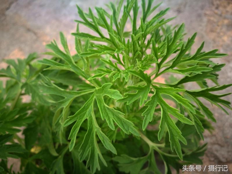 一種形似蒿草的植物，是一味中藥材「益母草」，有活血調經等功效