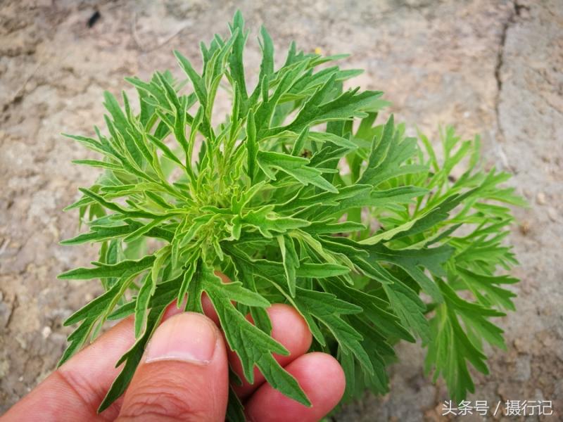 一種形似蒿草的植物，是一味中藥材「益母草」，有活血調經等功效