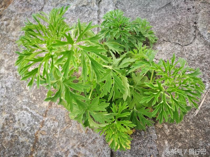 一種形似蒿草的植物，是一味中藥材「益母草」，有活血調經等功效