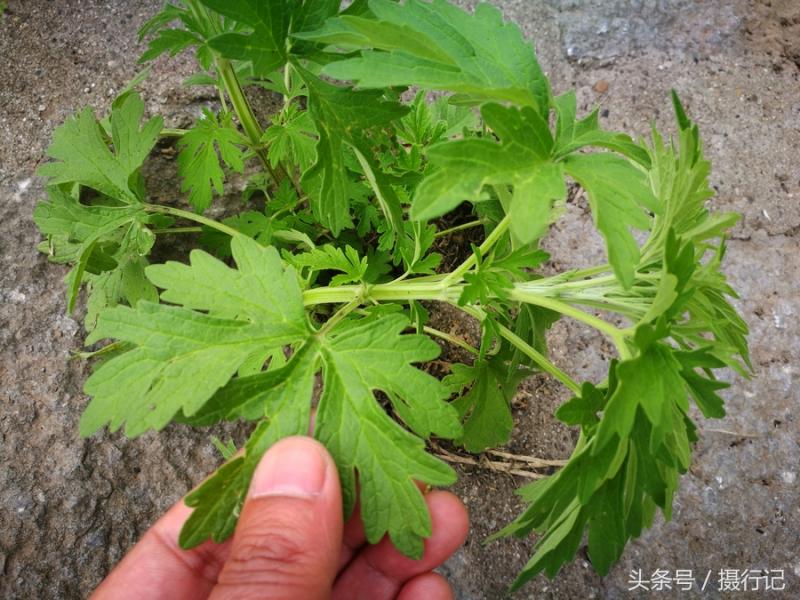 一種形似蒿草的植物，是一味中藥材「益母草」，有活血調經等功效