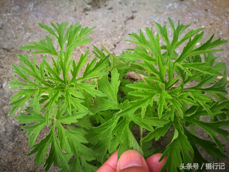 一種形似蒿草的植物，是一味中藥材「益母草」，有活血調經等功效