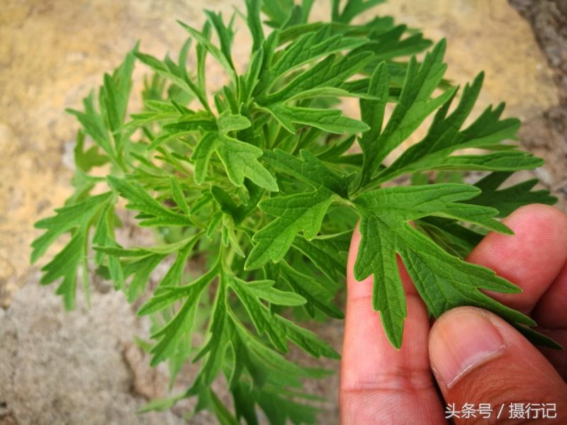 一種形似蒿草的植物，是一味中藥材「益母草」，有活血調經等功效