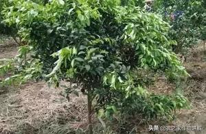秋梢出得慢、不整齊，甚至不出梢怎麼辦？提早做好這幾點很關鍵