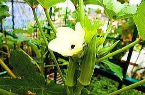 夏天這菜要多吃，人稱「蔬菜之王」，陽台都能種，這樣做最美味
