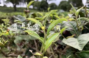 老班章村開始收費，如日中天的老班章普洱茶，也窮了？