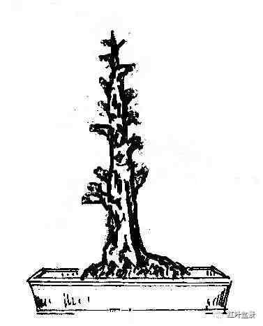 盆景造型基礎知識: 圖片演示如何培養出大樹型盆景中的幹的錐度