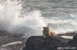 狗狗的主人因患病離開，1年來它每日在海邊眺望，只為了看到主人