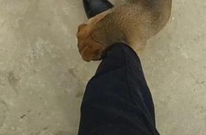 主人要出門工作，撿來的小狗抱腿不放，砰的一聲讓主 人謝狗