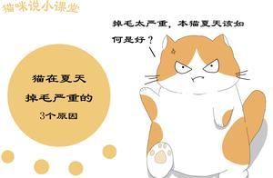 貓在夏天總掉毛，鏟屎官要避免養貓誤區，頻繁洗澡的貓掉毛嚴重
