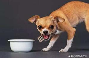 狗狗護食六親不認，並非狗狗天性，這個鍋要鏟屎官背