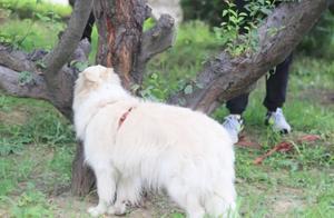 狗狗亂嗅存在三點弊端，鏟屎官若不訓練拒食，愛犬難免受傷害