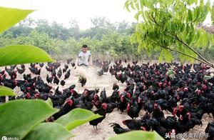 養殖中不可忽視的「頭號殺手」——氣囊炎