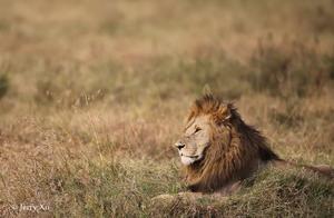 揭秘迪士尼《獅子王》大反派刀疤原型