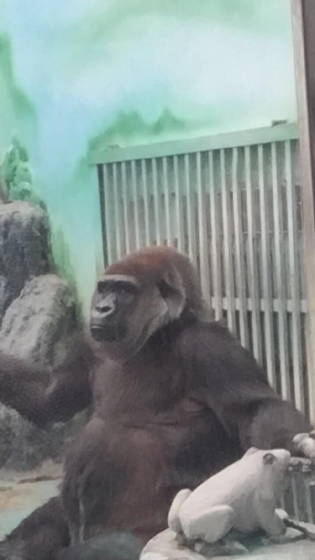 小姨子在動物園跟猩猩自拍後，回來看照片才發現好像哪裡不對勁！