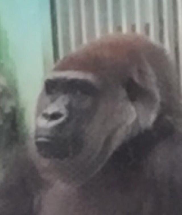 小姨子在動物園跟猩猩自拍後，回來看照片才發現好像哪裡不對勁！