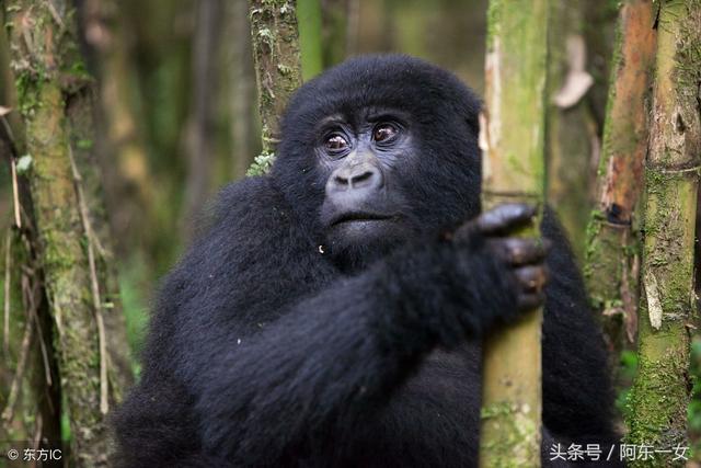 小姨子在動物園跟猩猩自拍後，回來看照片才發現好像哪裡不對勁！