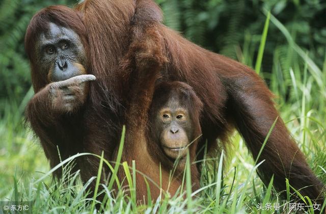 小姨子在動物園跟猩猩自拍後，回來看照片才發現好像哪裡不對勁！