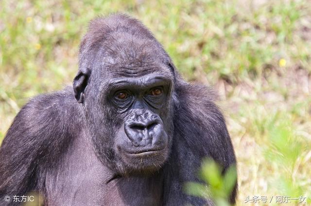 小姨子在動物園跟猩猩自拍後，回來看照片才發現好像哪裡不對勁！