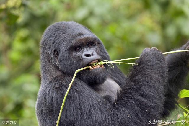小姨子在動物園跟猩猩自拍後，回來看照片才發現好像哪裡不對勁！