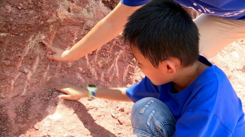 博物館剛看過…10歲孩出遊「認出怪石」　幫發現11顆6600萬年恐龍蛋