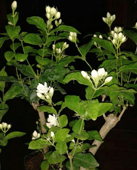 對肺部超好，這「9種室內植物」讓你鼻子過敏和哮喘不易復發，還能一覺到天亮！