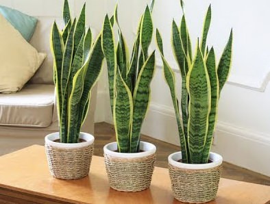 對肺部超好，這「9種室內植物」讓你鼻子過敏和哮喘不易復發，還能一覺到天亮！