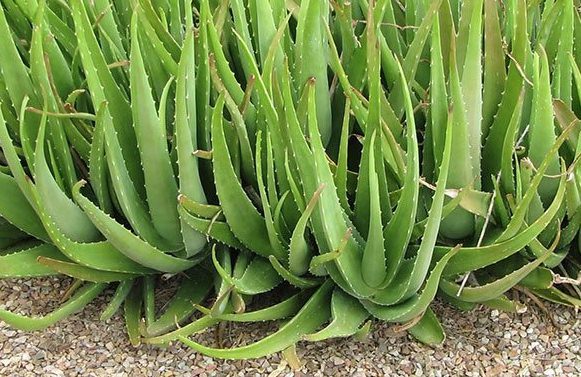 對肺部超好，這「9種室內植物」讓你鼻子過敏和哮喘不易復發，還能一覺到天亮！