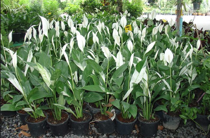 對肺部超好，這「9種室內植物」讓你鼻子過敏和哮喘不易復發，還能一覺到天亮！