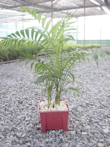 對肺部超好，這「9種室內植物」讓你鼻子過敏和哮喘不易復發，還能一覺到天亮！