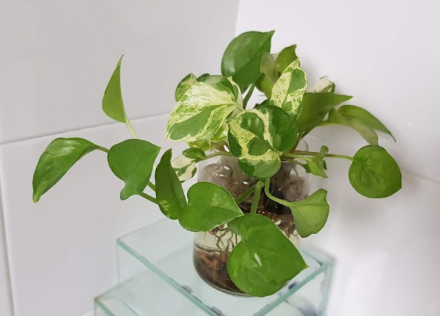 對肺部超好，這「9種室內植物」讓你鼻子過敏和哮喘不易復發，還能一覺到天亮！