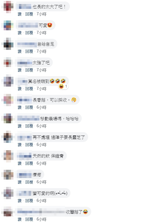 座墊縫線裂開「爆出菇菇家族」生命力超旺盛，4大4小「一家全員到齊」萬網笑炸：中秋節加菜！
