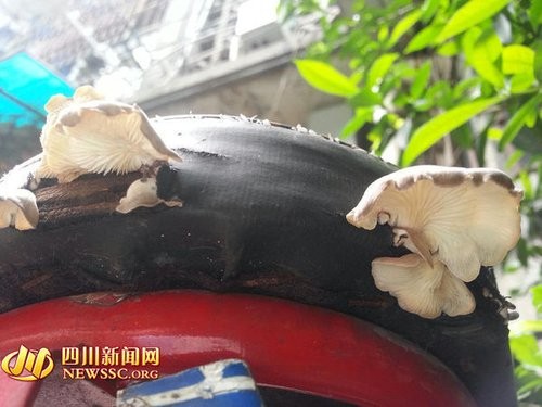 座墊縫線裂開「爆出菇菇家族」生命力超旺盛，4大4小「一家全員到齊」萬網笑炸：中秋節加菜！