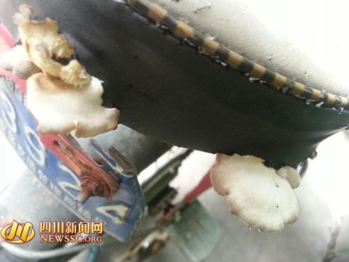 座墊縫線裂開「爆出菇菇家族」生命力超旺盛，4大4小「一家全員到齊」萬網笑炸：中秋節加菜！