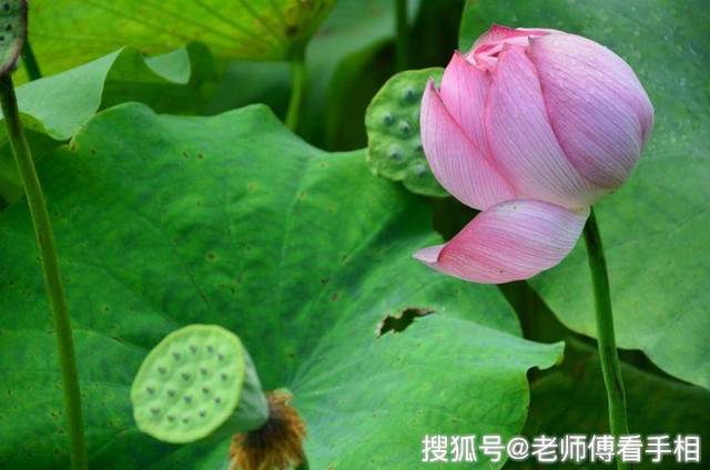 9月開門見喜，3生肖萬事大吉，福氣進門，交好運！