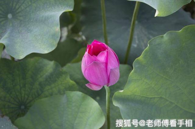 9月開門見喜，3生肖萬事大吉，福氣進門，交好運！