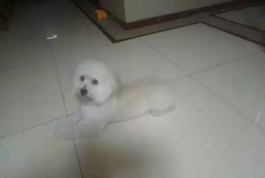 狗狗突然直挺挺往後倒下，這個動作感動了無數人