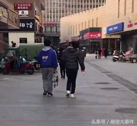 這是我見過最委屈的小二哈，沒有之一！長大決定給主人換個新房